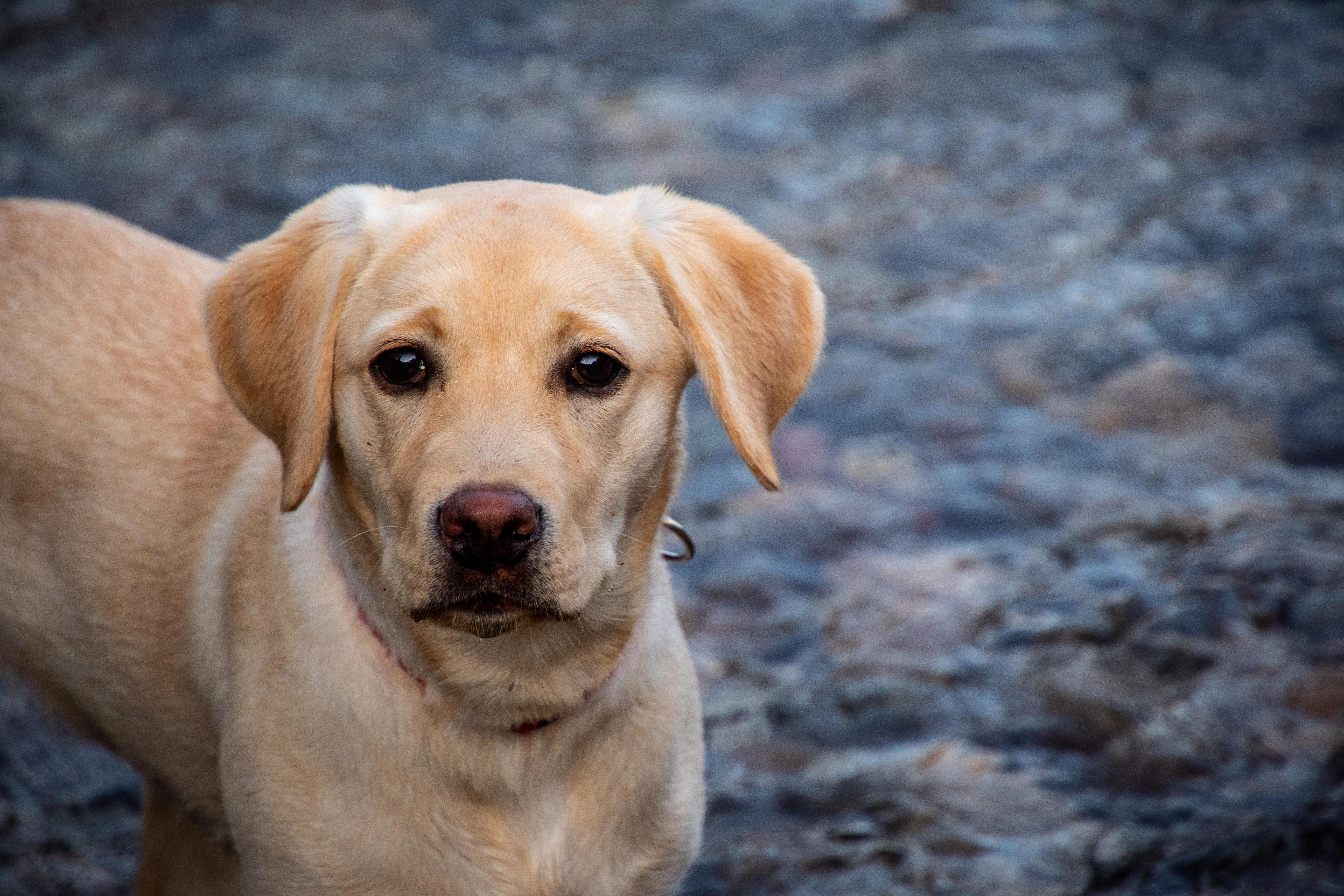 How to Manage Labradors' Shedding: Tips to Keep Your Home Fur-Free
